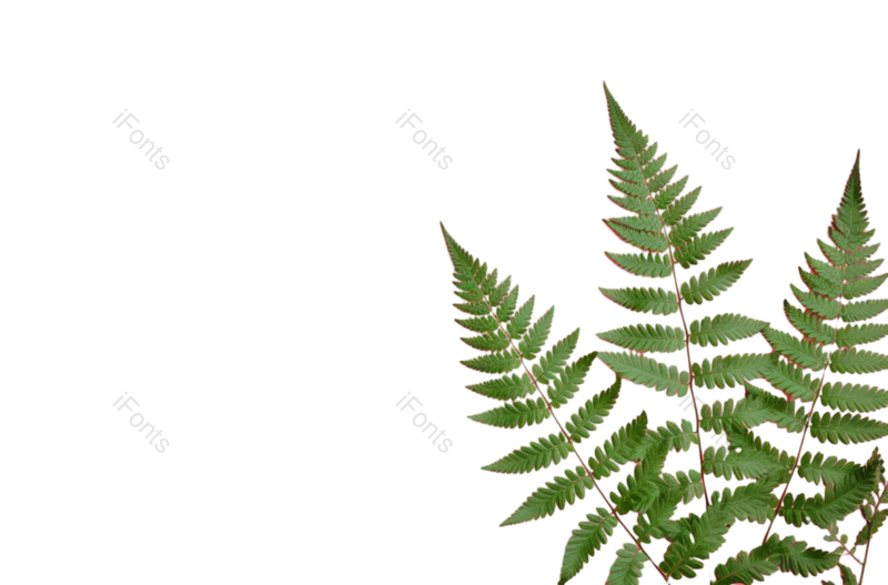 叶子图片,装饰元素,清新PNG,生态环境免抠素材